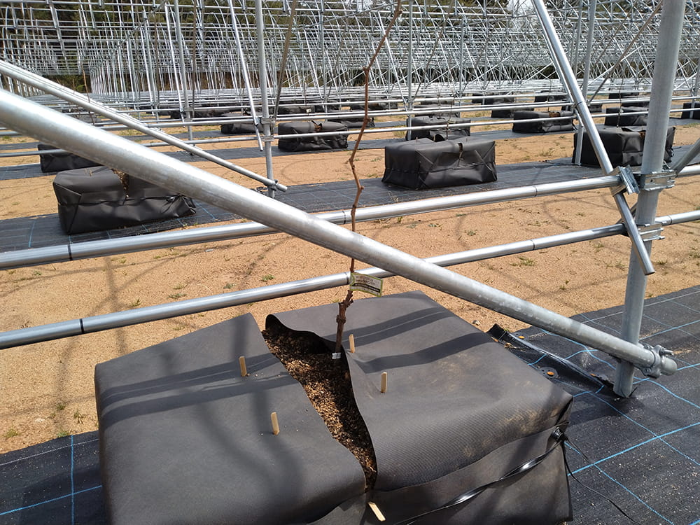 ぶどうの根域制限栽培(2024.3)