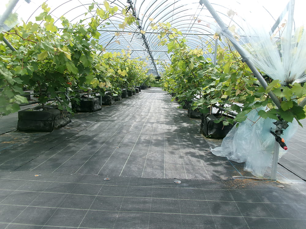 ぶどうの生育状況(2024.9)