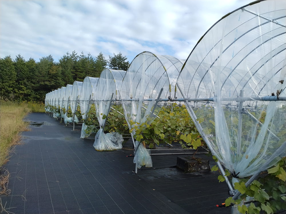 ぶどうの栽培状況(2024.10)