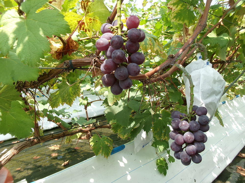 ピオーネの着果状況(2025.9)