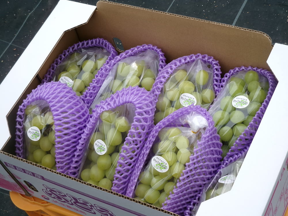 収穫したシャインマスカット(2025.9)