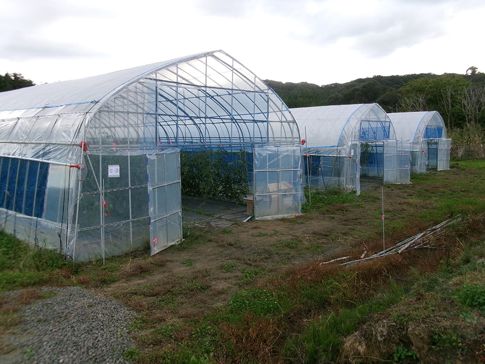 ミニトマトのハウス(2023.9)