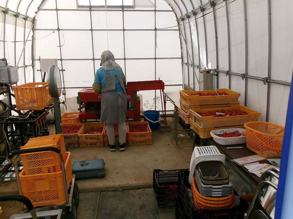 ミニトマトの調整作業