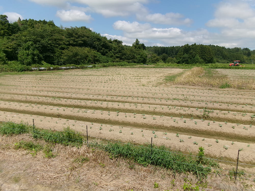 移植状況(2024.9)