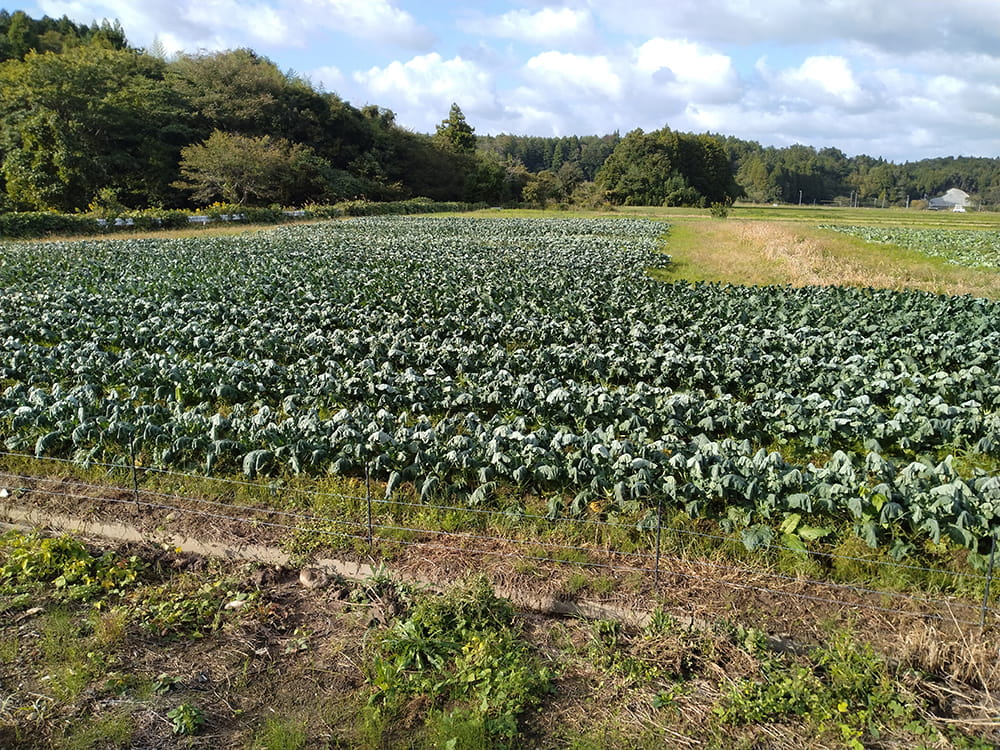 収穫前の状況(2024.10)