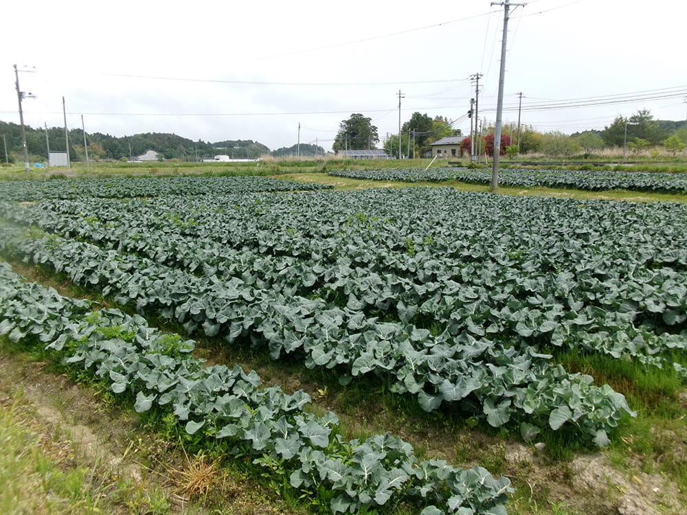 春ブロッコリーの状況(2025.5)