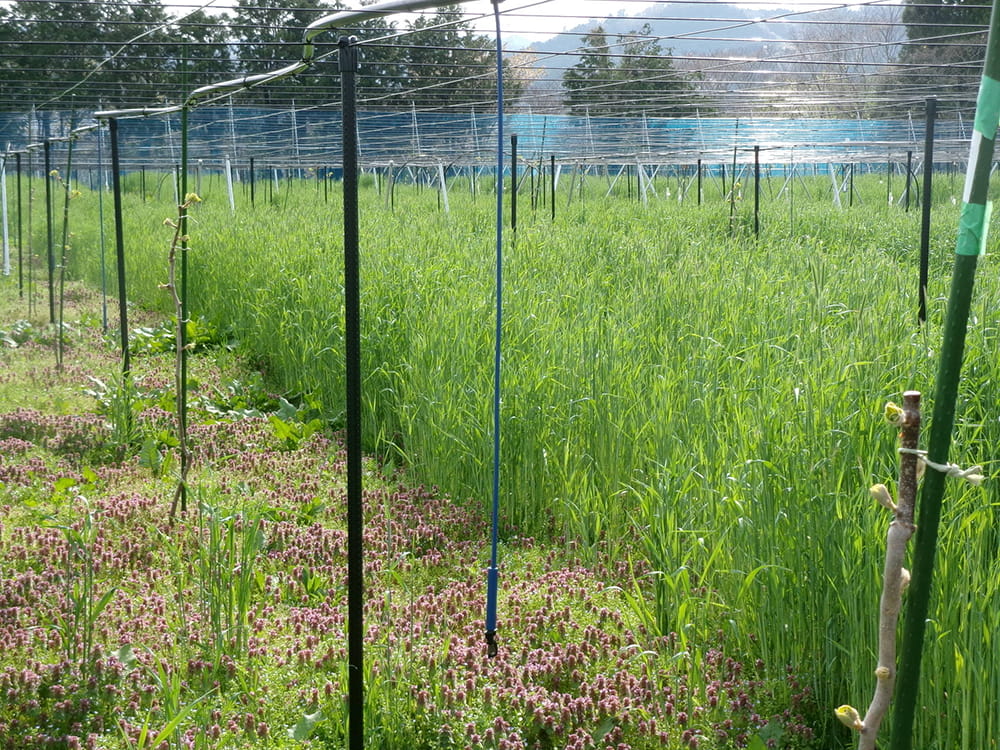 キウイフルーツ土づくり状況(2025.4)