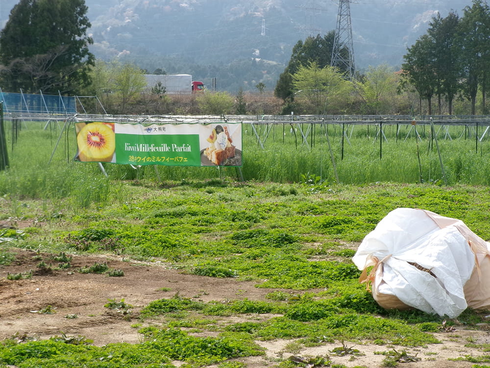キウイフルーツほ場(2025.4)
