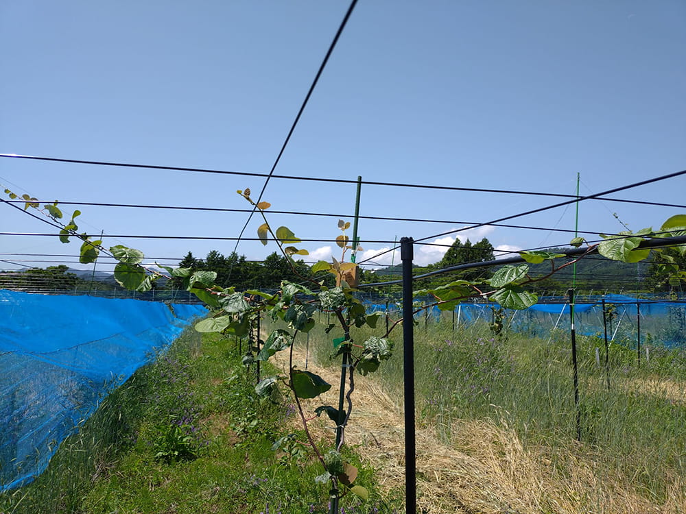 キウイフルーツ生育状況(2025.6)