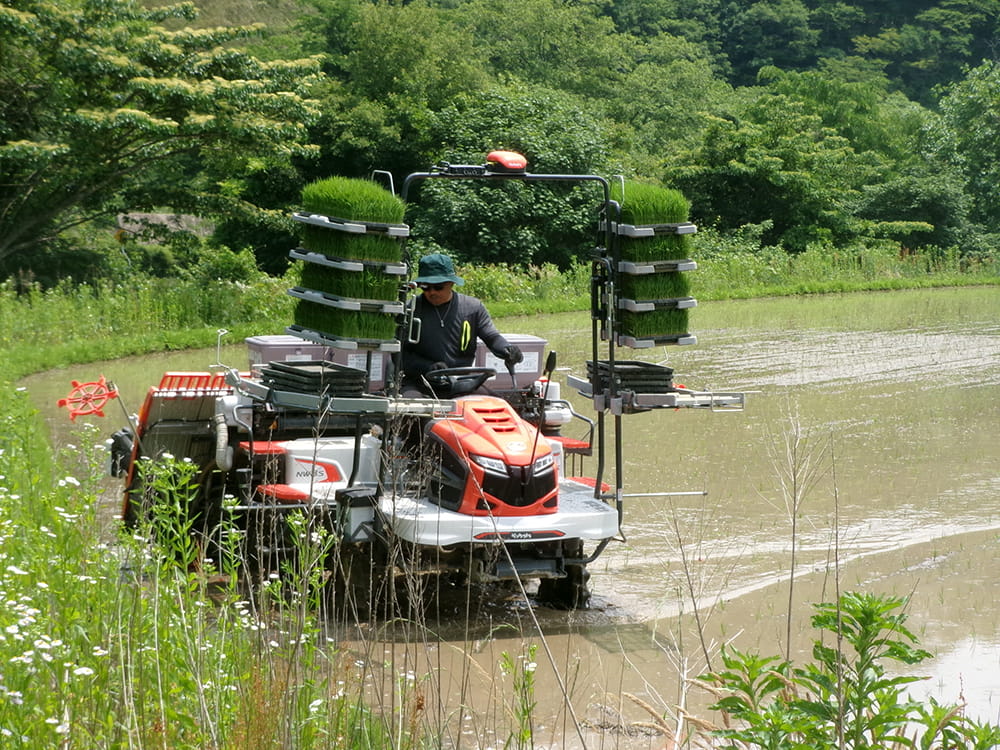 WCS用稲の移植(2025.6上旬)