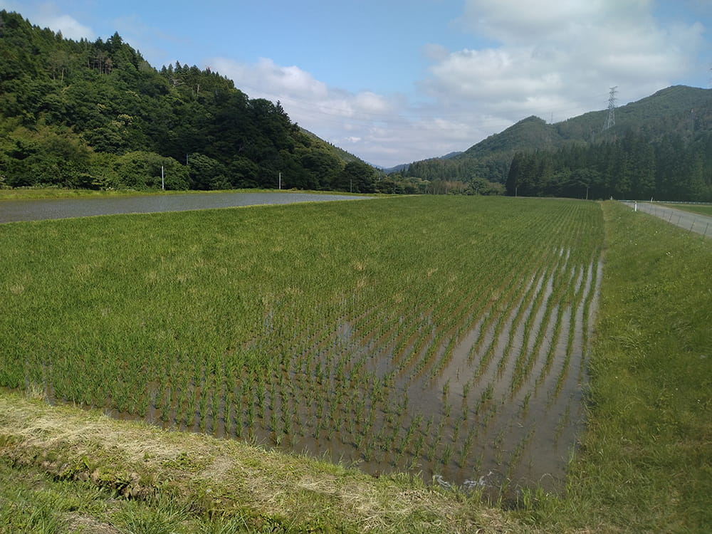 WCS稲の移植後の生育状況(2025.6)