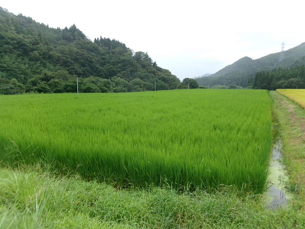 WCS稲の生育状況(2025.9)