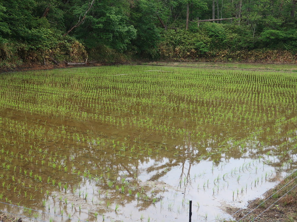 田植え後の水田(2021.7)