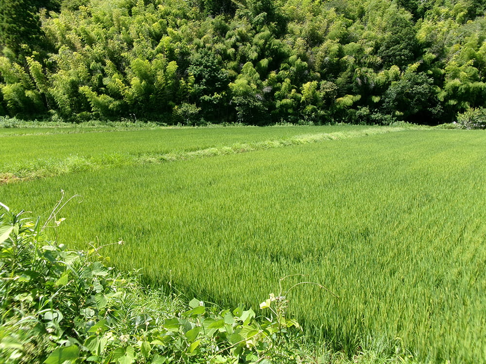 夏の生育状況(2023.8)