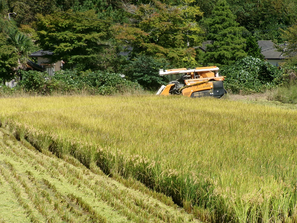 稲刈時期の状況（2023.9）
