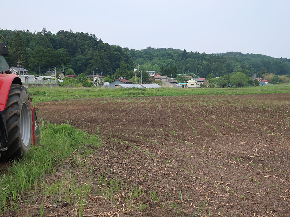 発芽状況(2023.6)