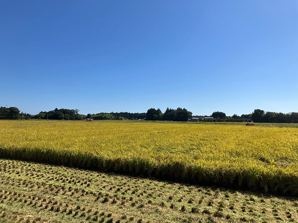 2025年の稲刈りが始まった福島県双葉郡浪江町エリア、約1.6haのほ場