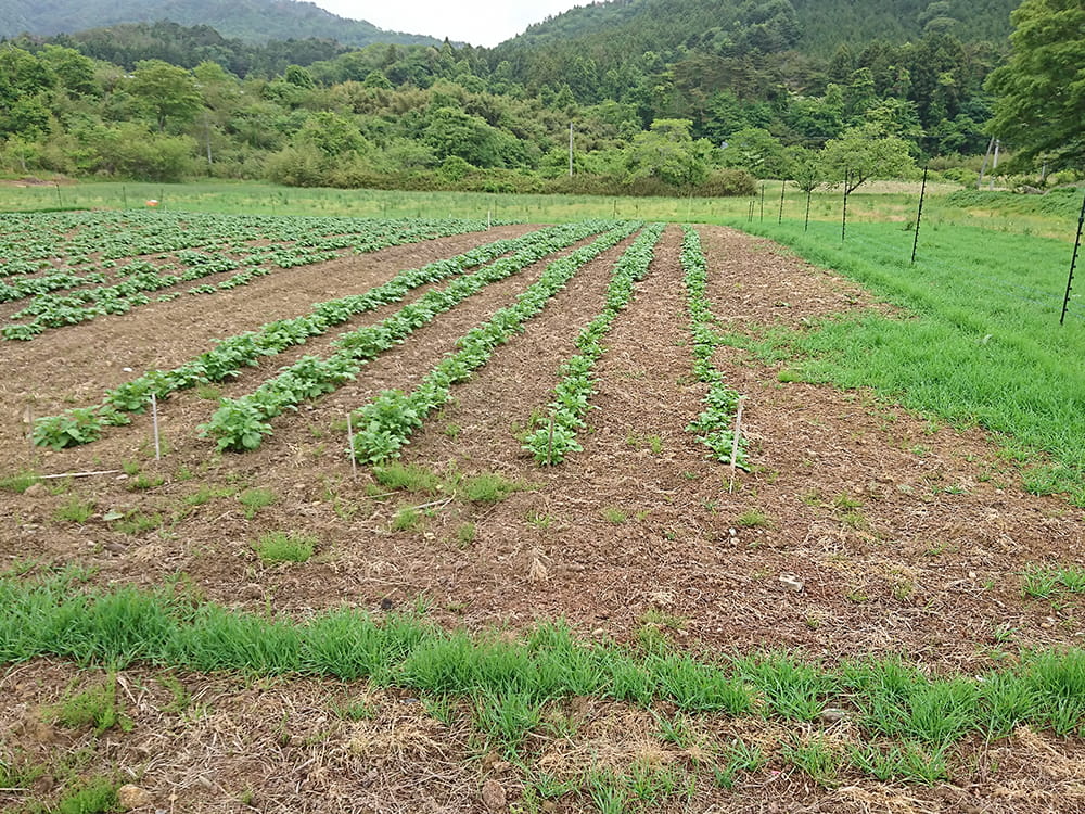 種馬鈴しょの生育状況(2023.5)