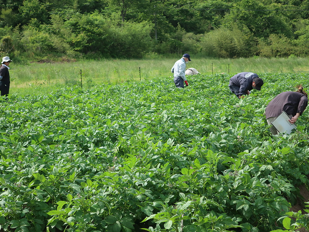横浜植物防疫所による検査(2023.6)