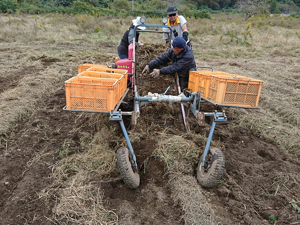 収穫の様子(2023.11)