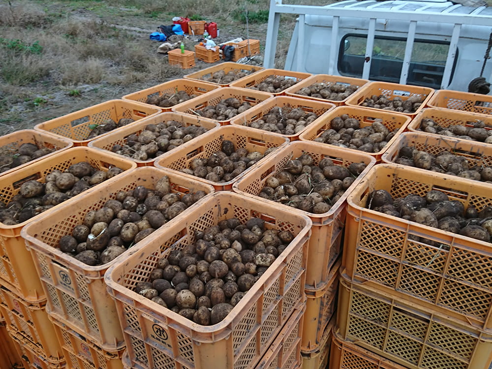 収穫した種馬鈴しょ(2023.11)