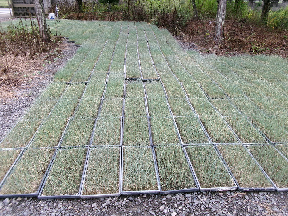 導入したネギ苗(2023.9)