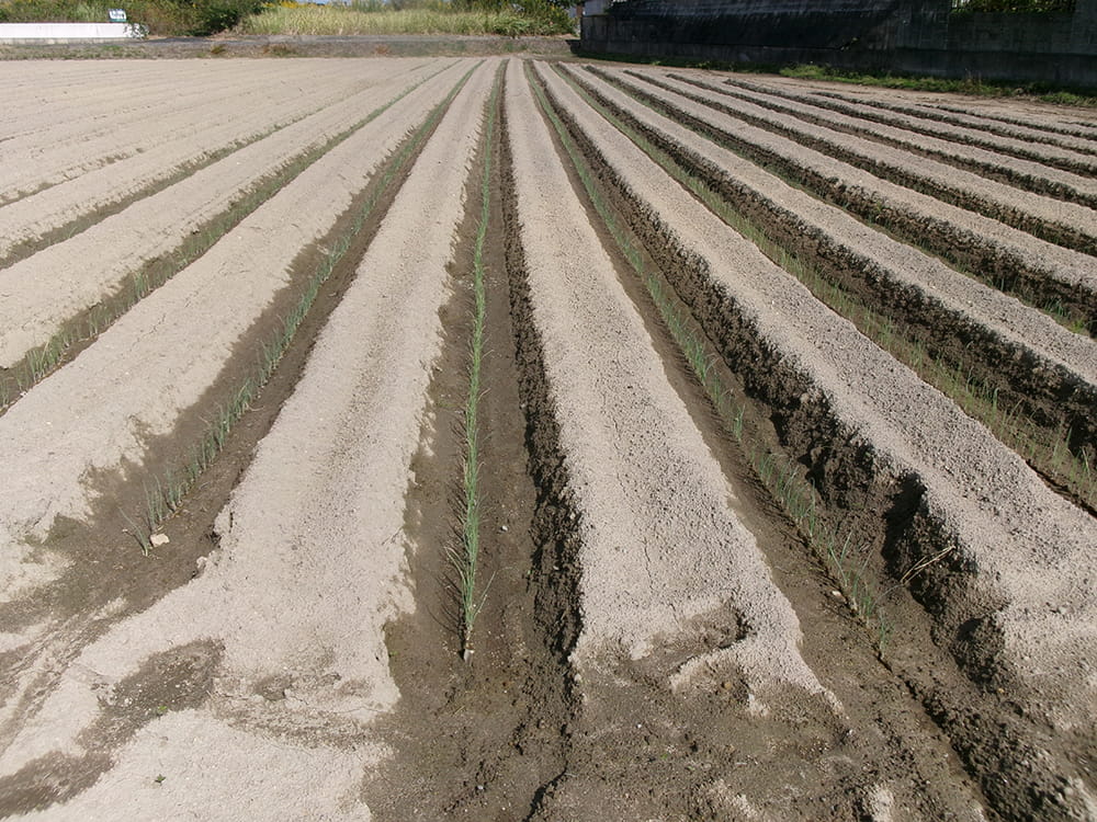 ネギ苗の定植状況(2023.10)