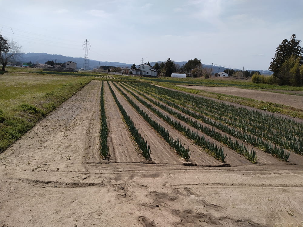 ネギの生育状況(2024.4)