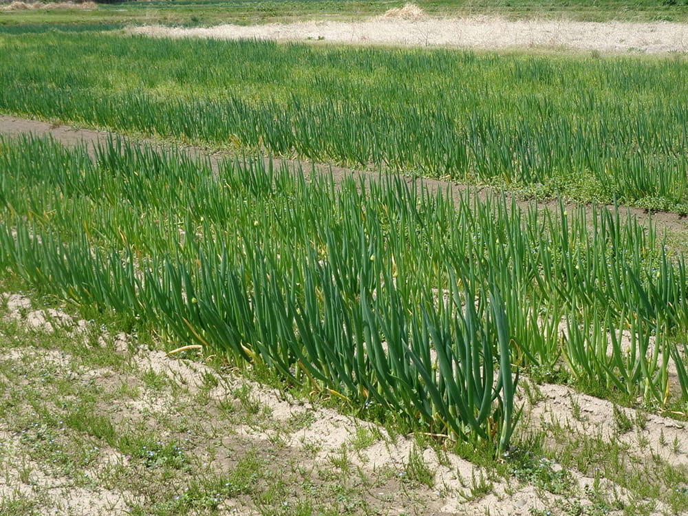 ネギの生育状況(2025.4)