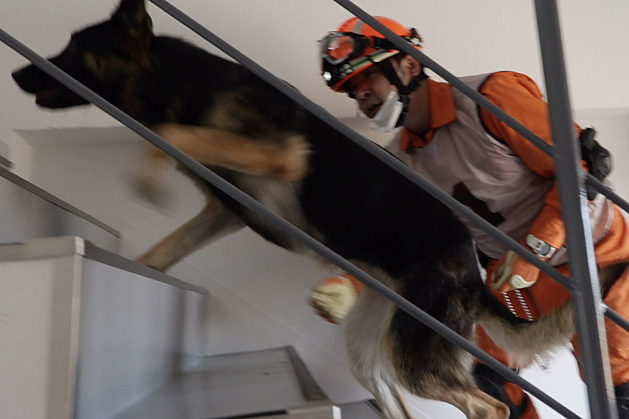 災害救助犬の訓練 サーチドッグふくしま 福島ロボットテストフィールド 災害救助犬の訓練 サーチドッグふくしま 福島ロボットテストフィールド