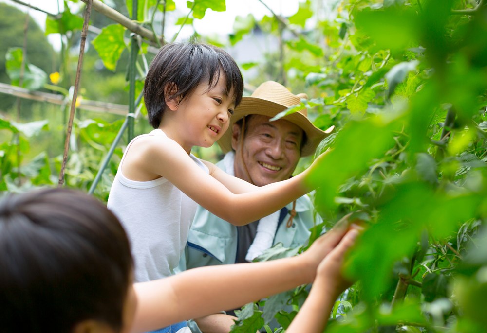 畑で野菜の手入れをする子どもと祖父