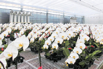 Growing orchids in a facility with solar power generation equipment