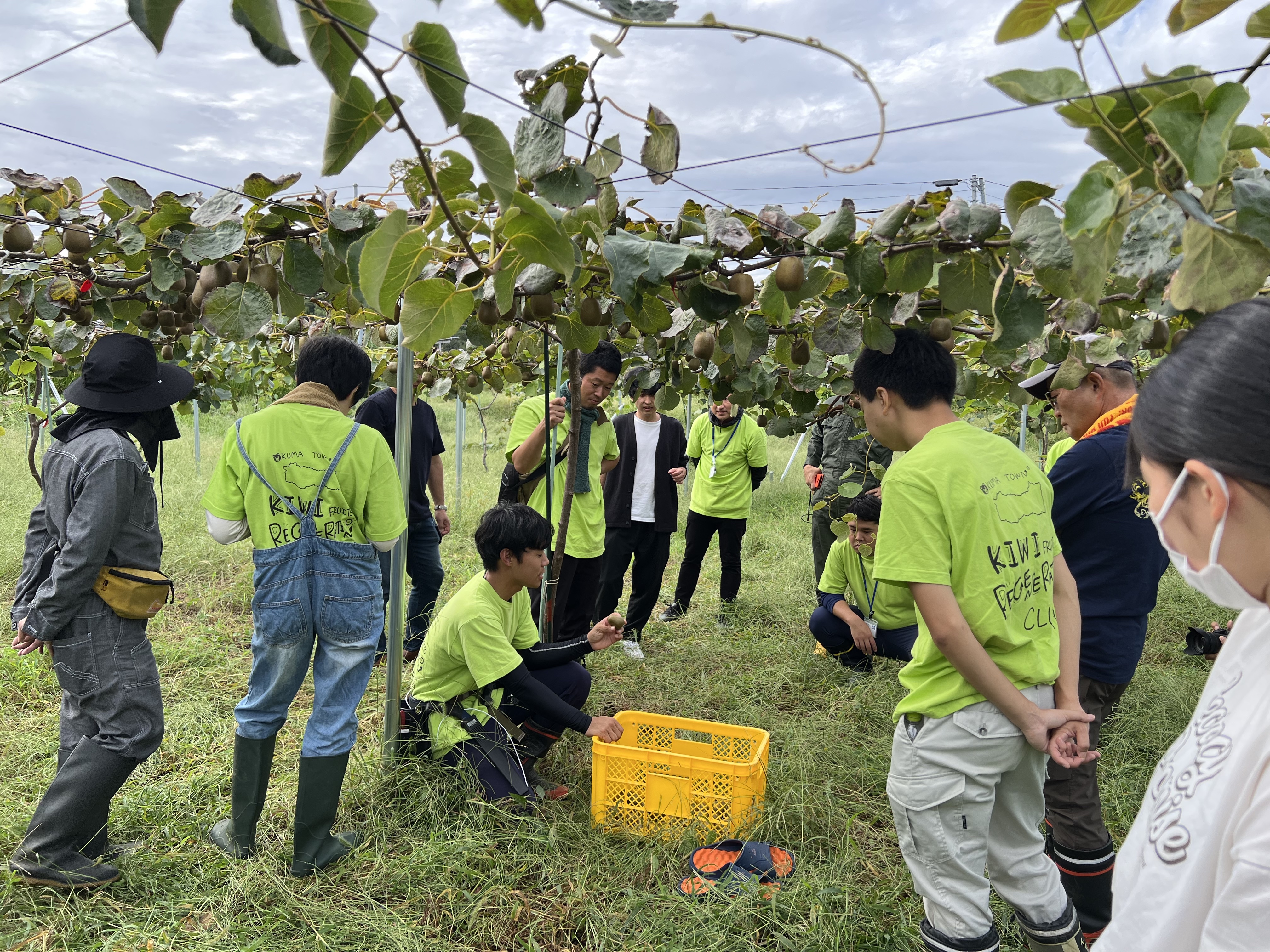 キウイ栽培体験会